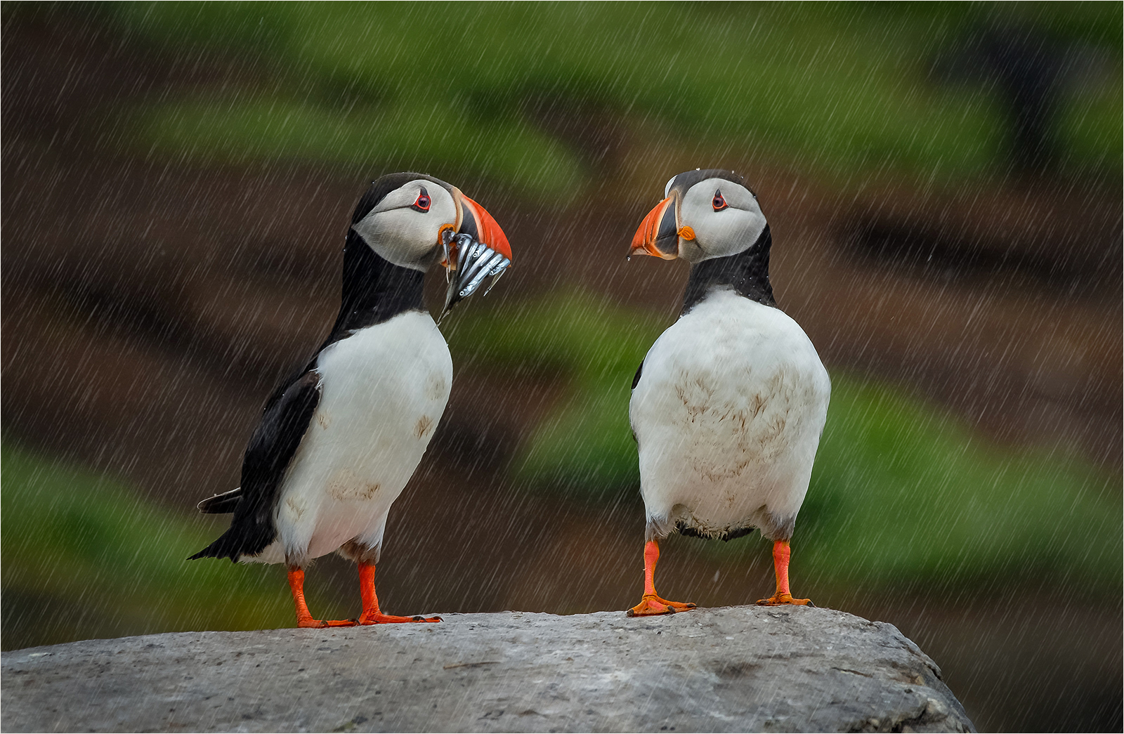 Atlantic Puffins by Mike Young Advanced 10