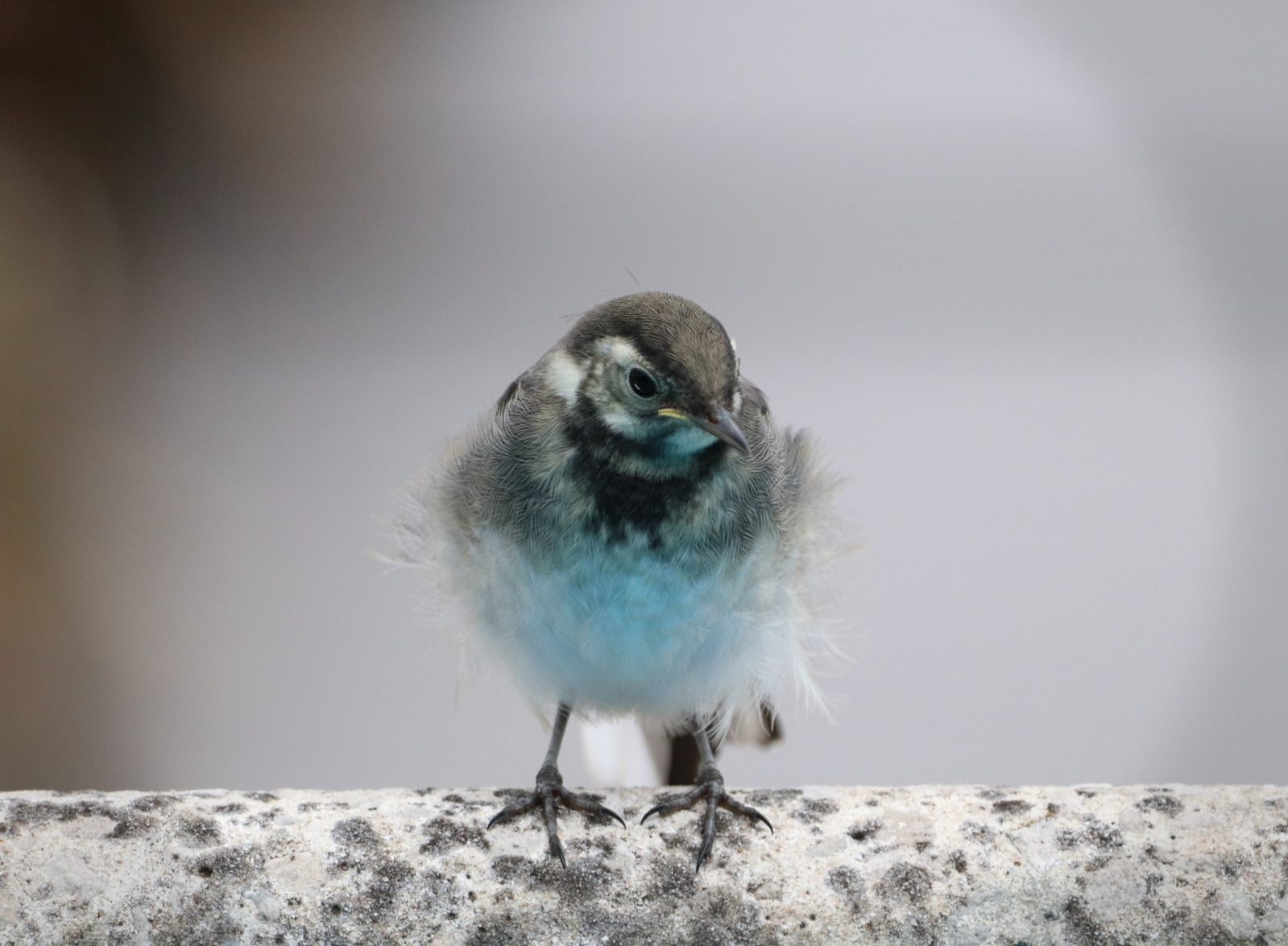 Just Fledged-Rev2 Vignette_IMG_7753