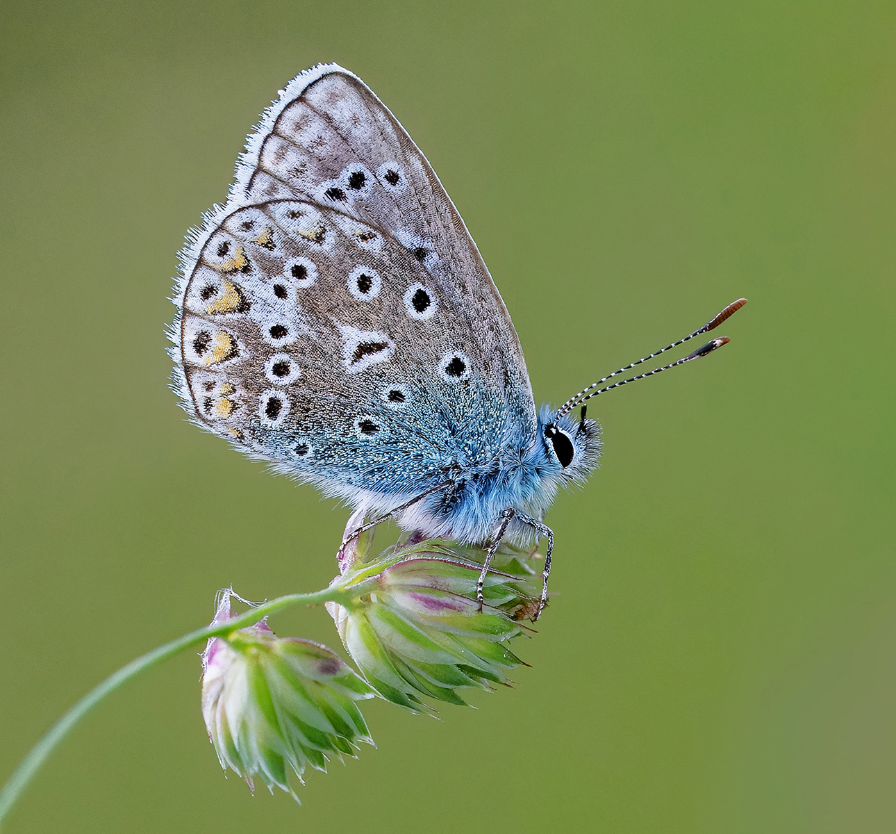 Common Blue by Suzy Courtnage Advanced 10