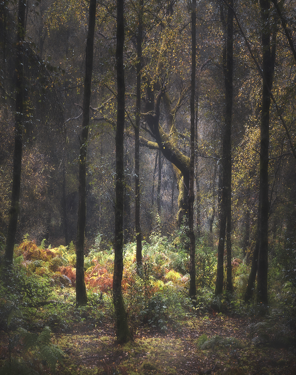 Dreamy Woodland scene by Suzy Courtnage Advanced 9.5