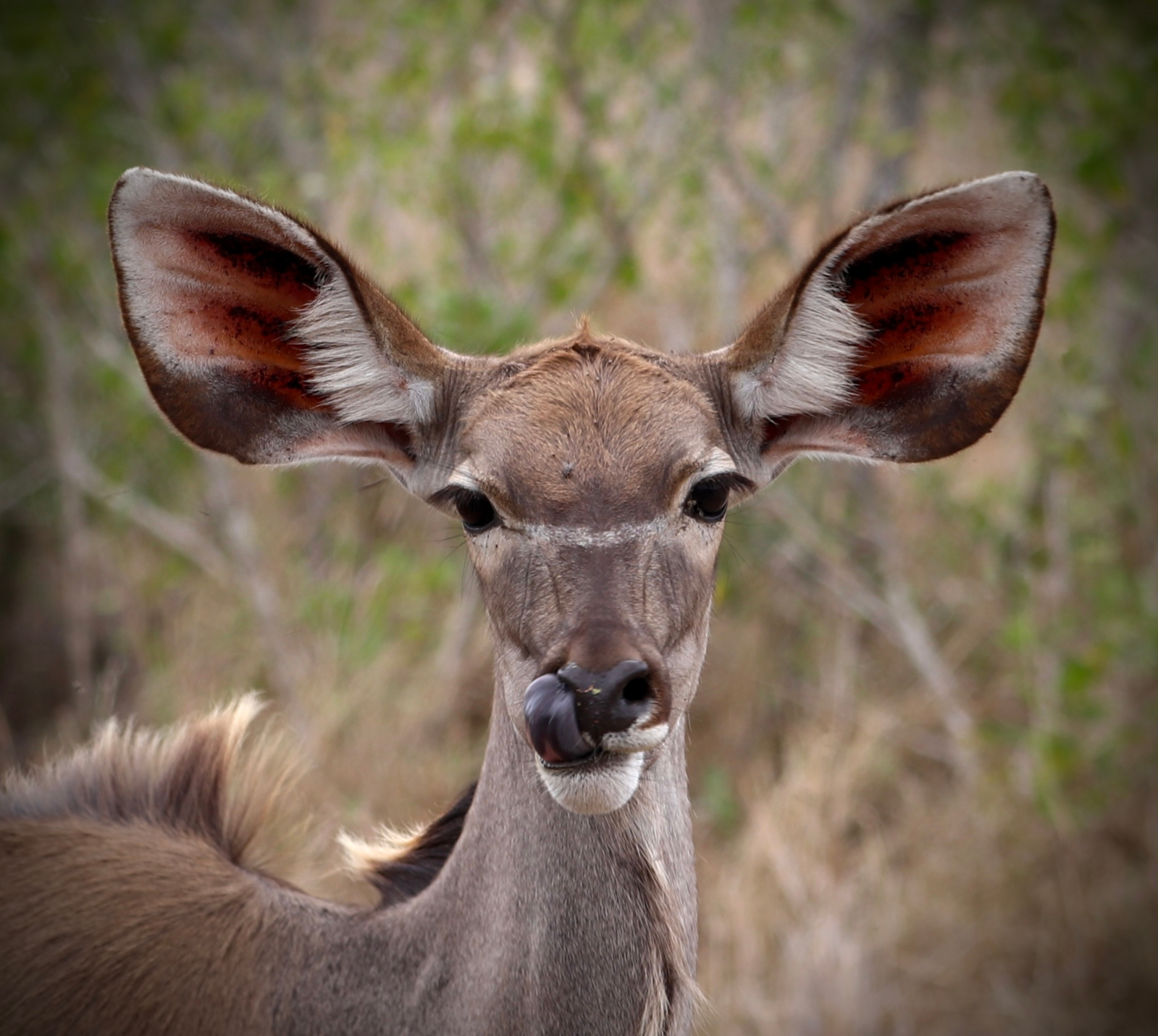 Kudu PDI by Christine Smith